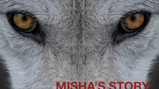 MISHA'S STORY