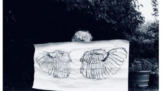 LES OISEAUX RARES