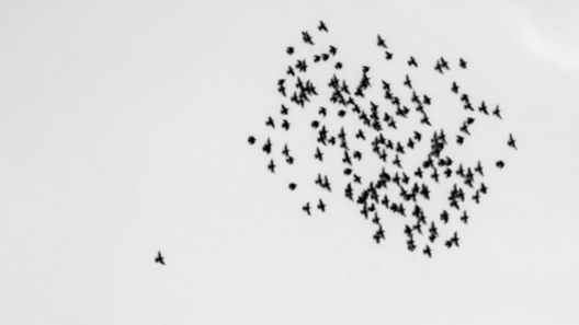 maria et les oiseaux