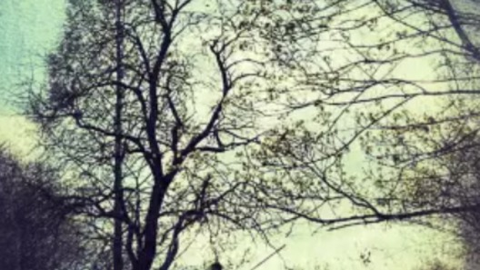 EPIPHYTES