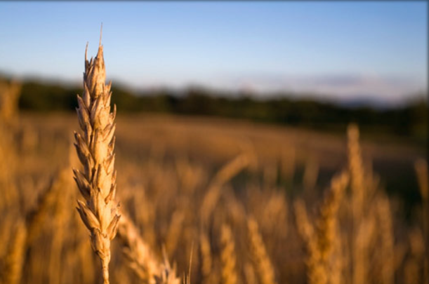 GLUTEN ENNEMI PUBLIC