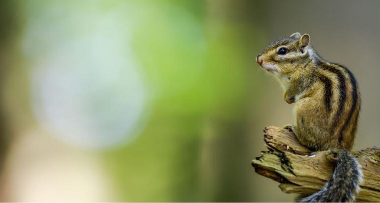 WALLONIE SAUVAGE 2, INVASIONS