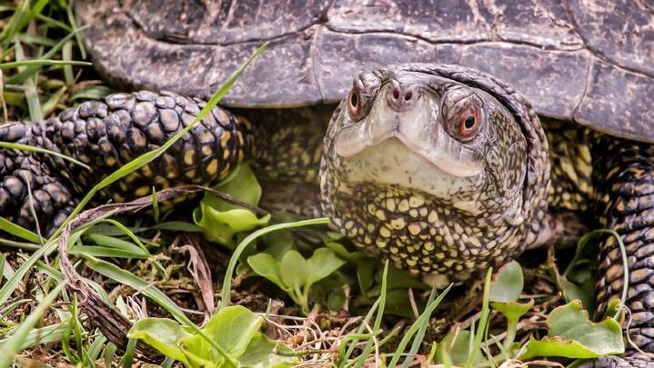 WALLONIE SAUVAGE 2, INVASIONS