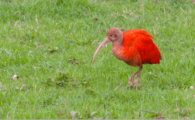 WALLONIE SAUVAGE 2, INVASIONS