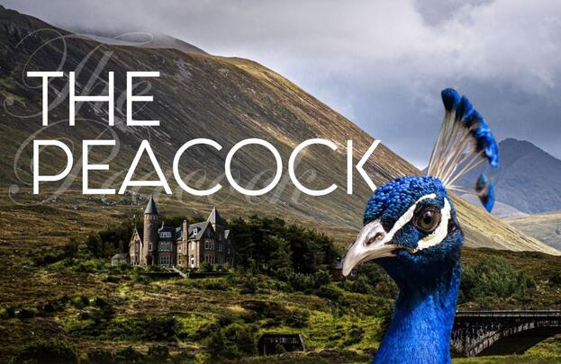 THE PEACOCK