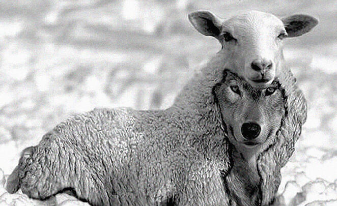 Un loup pour l’homme