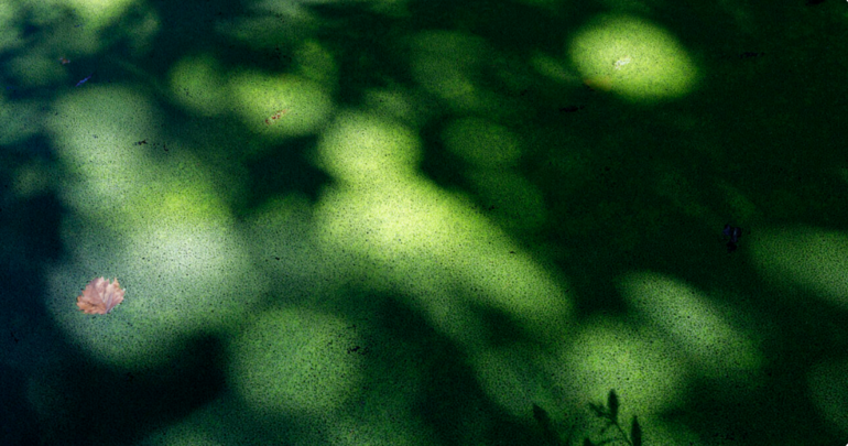 harriet tubman passeuse de l'ombre